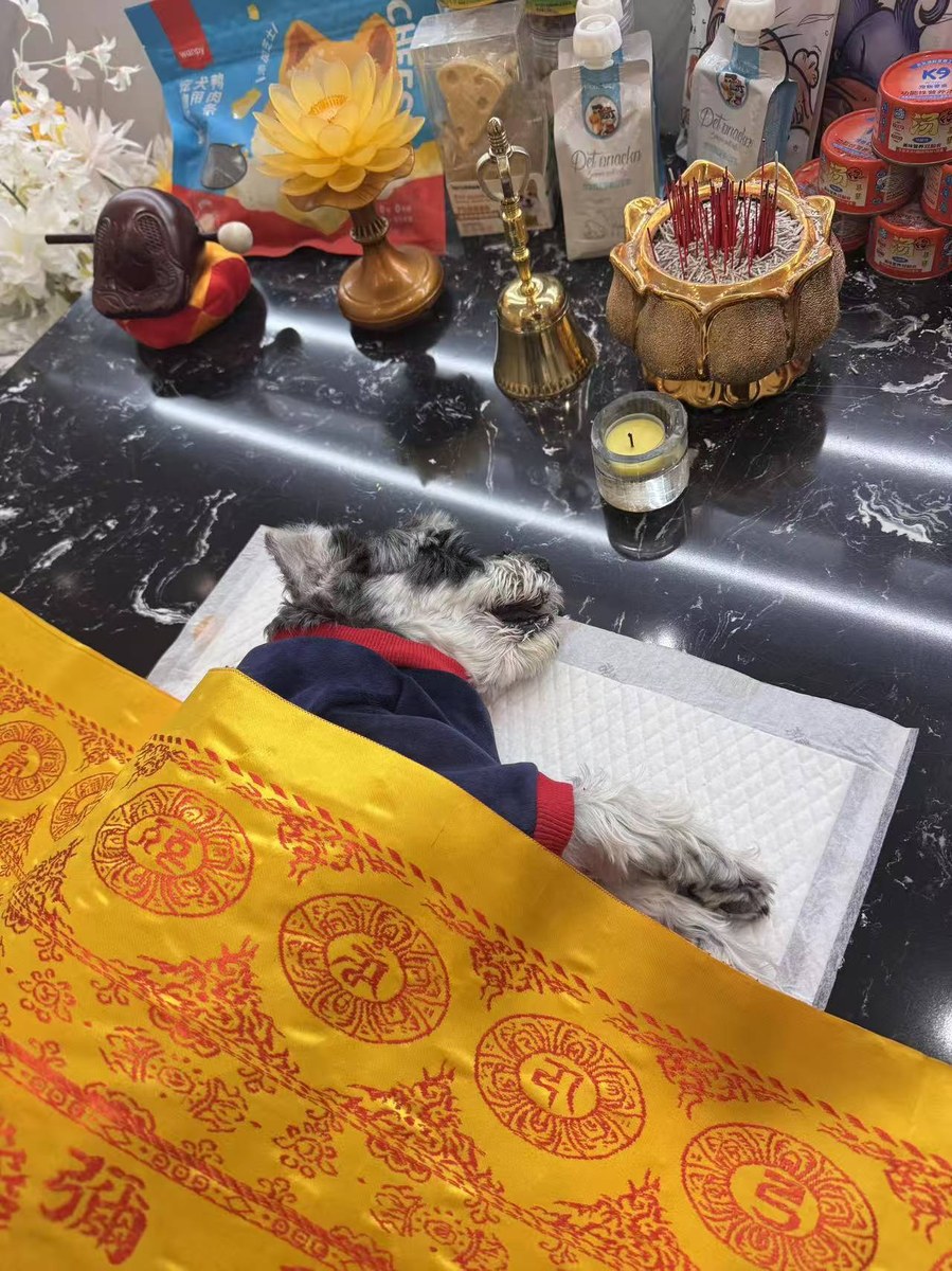 成都宠物殡葬服务实拍