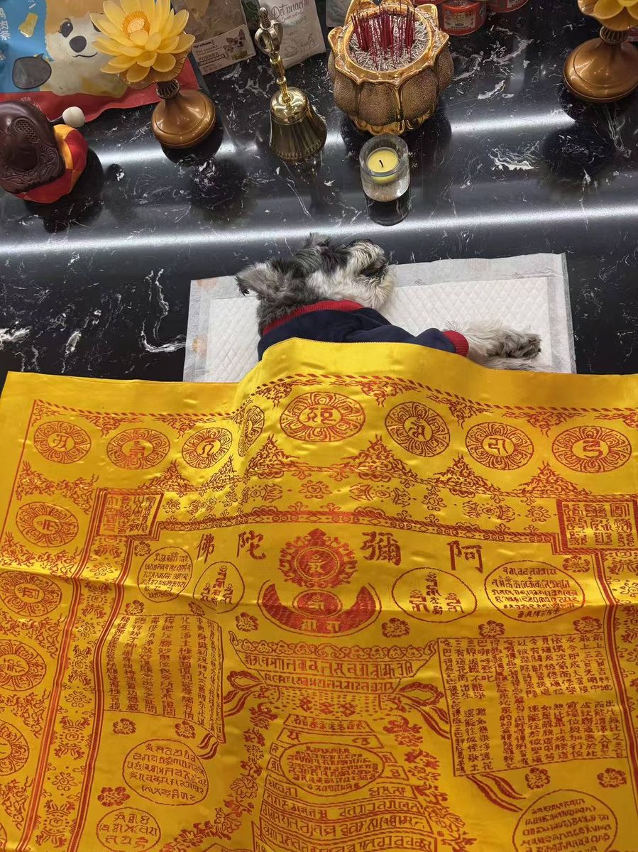 成都宠物殡葬服务实拍