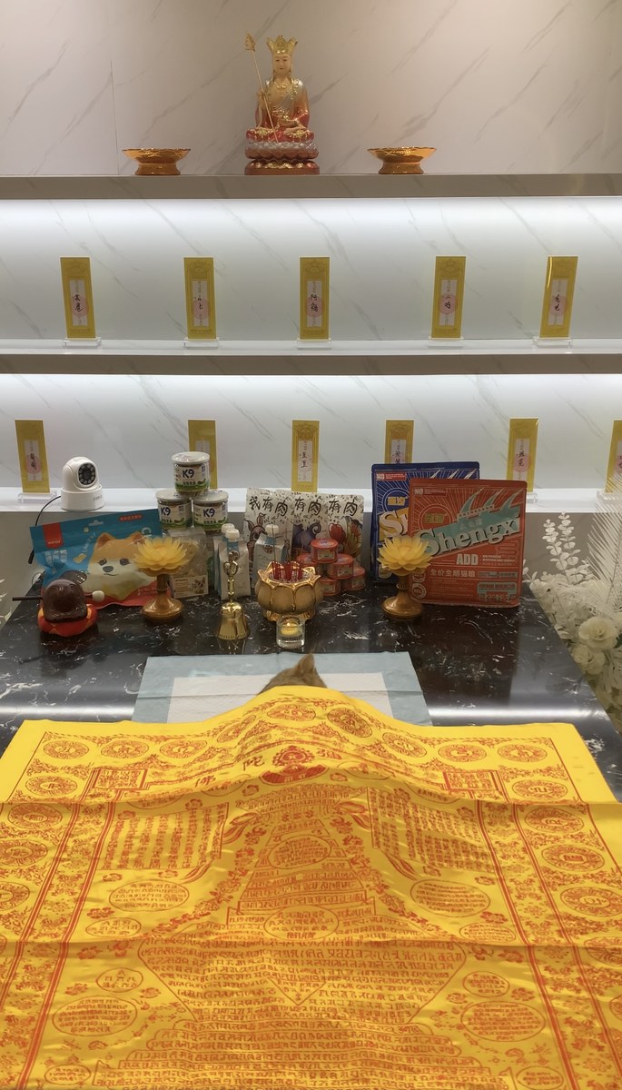 成都宠物殡葬服务实拍