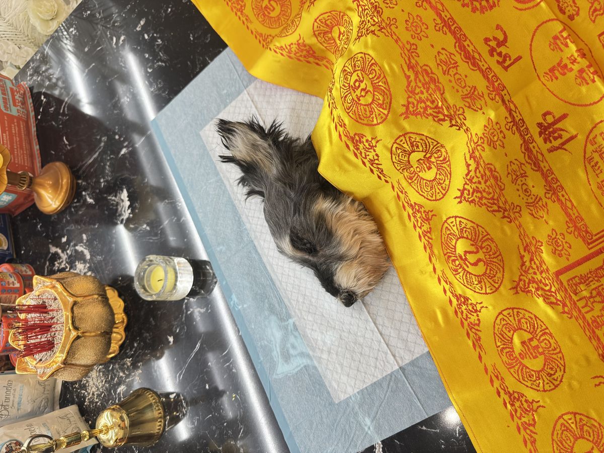 成都宠物殡葬服务实拍
