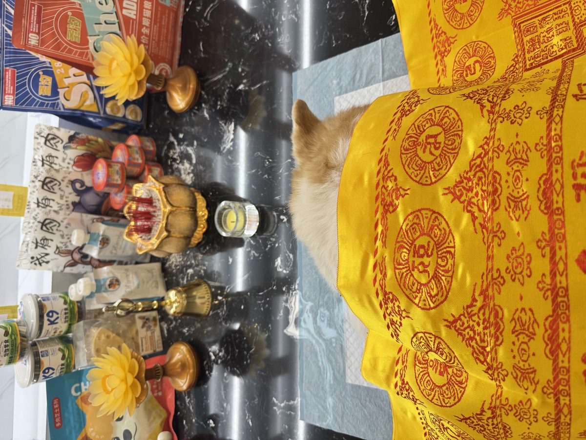 成都宠物殡葬服务实拍