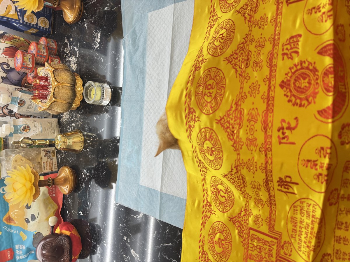 成都宠物殡葬服务实拍
