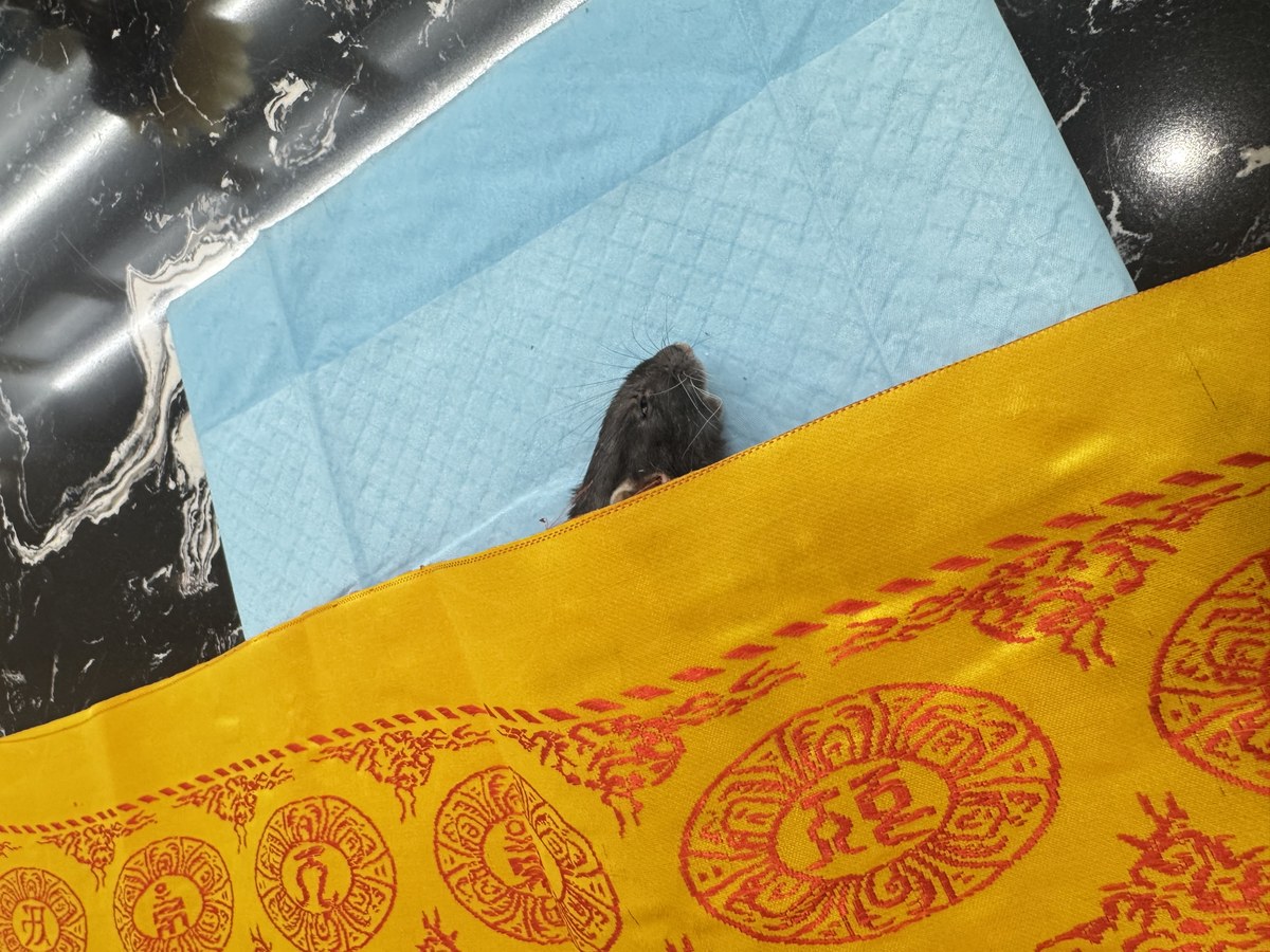 成都宠物殡葬服务实拍