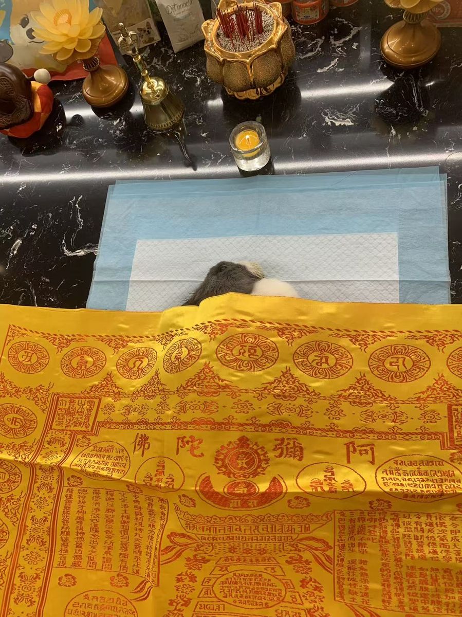成都宠物殡葬服务实拍