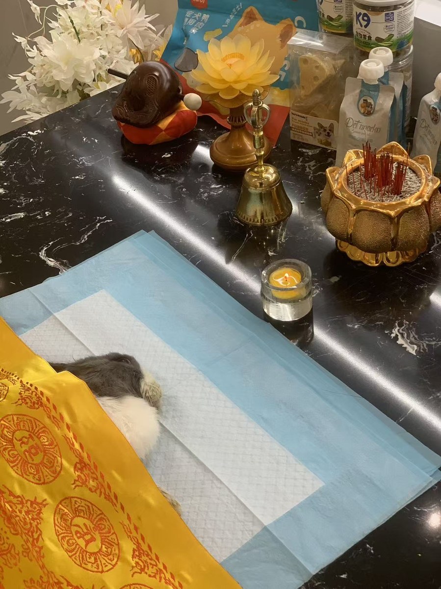 成都宠物殡葬服务实拍