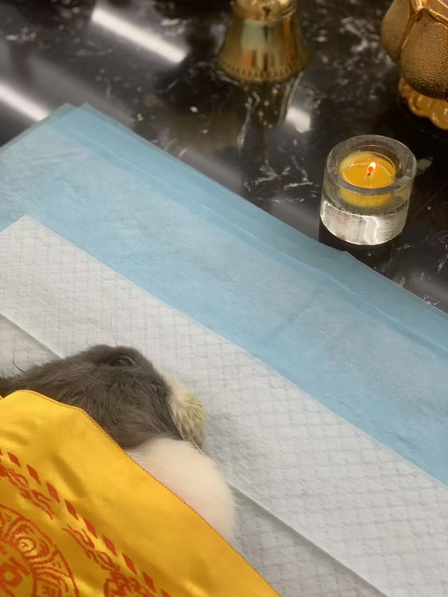 成都宠物殡葬服务实拍