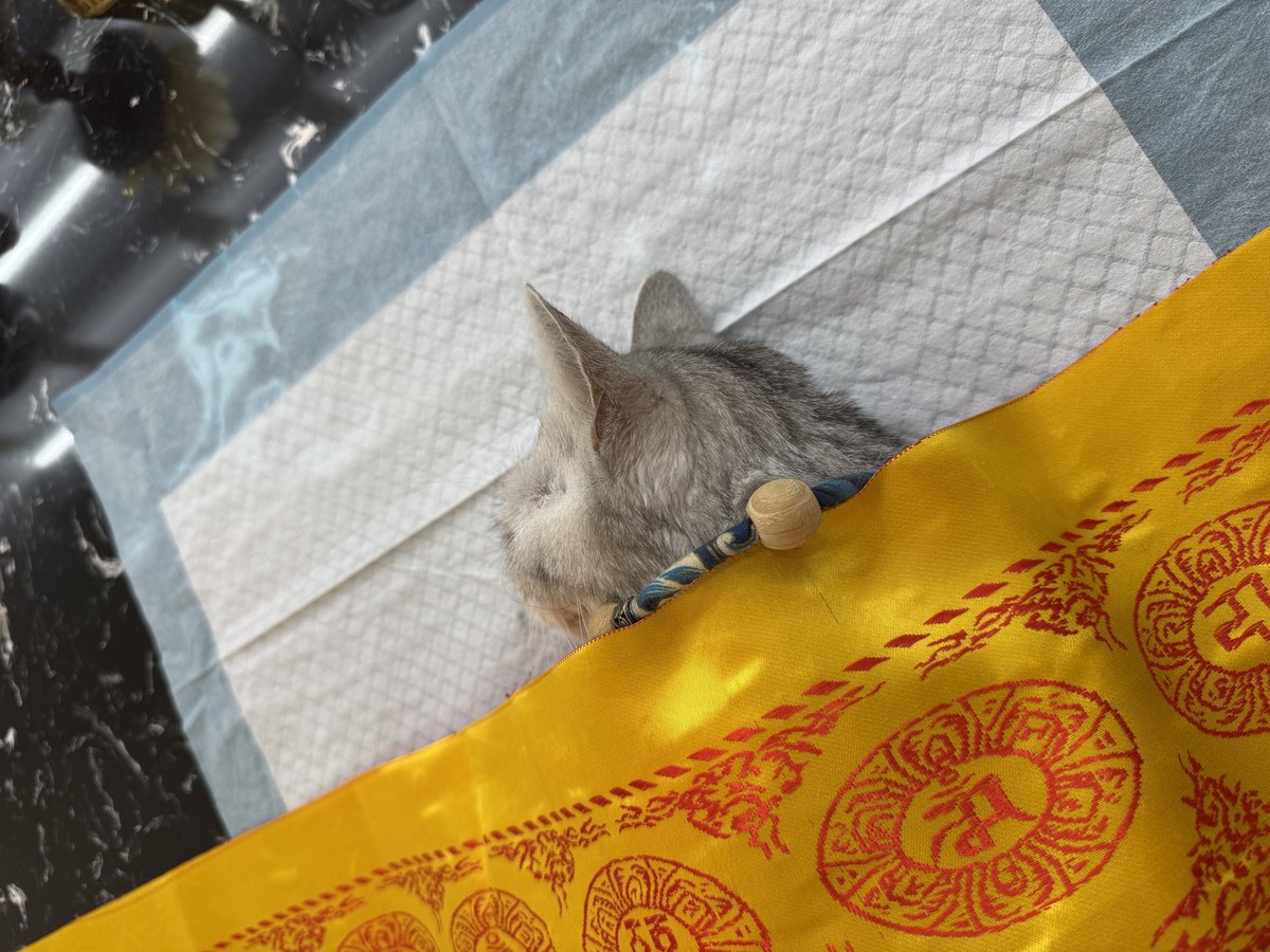 成都宠物殡葬服务实拍