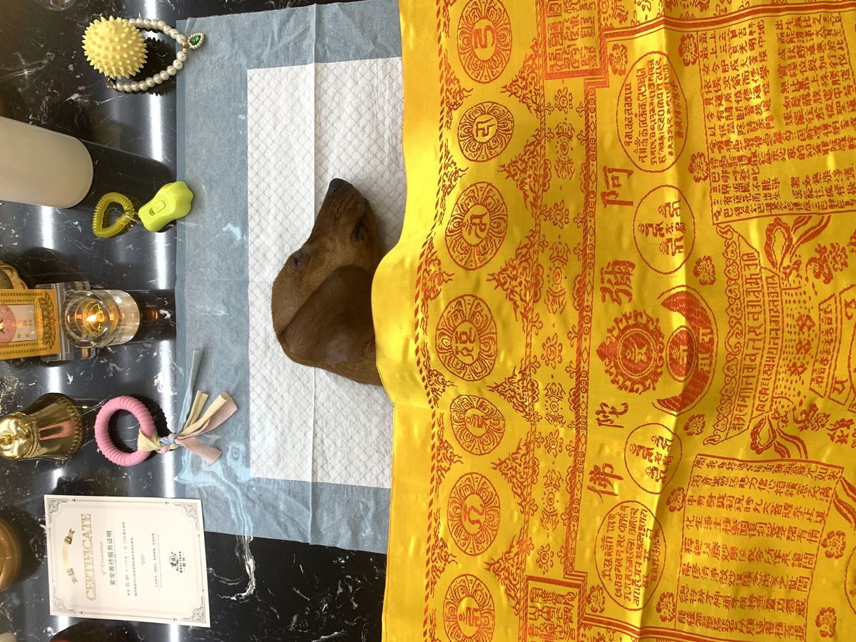 成都宠物殡葬服务实拍