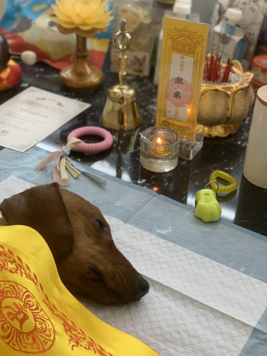 成都宠物殡葬服务实拍
