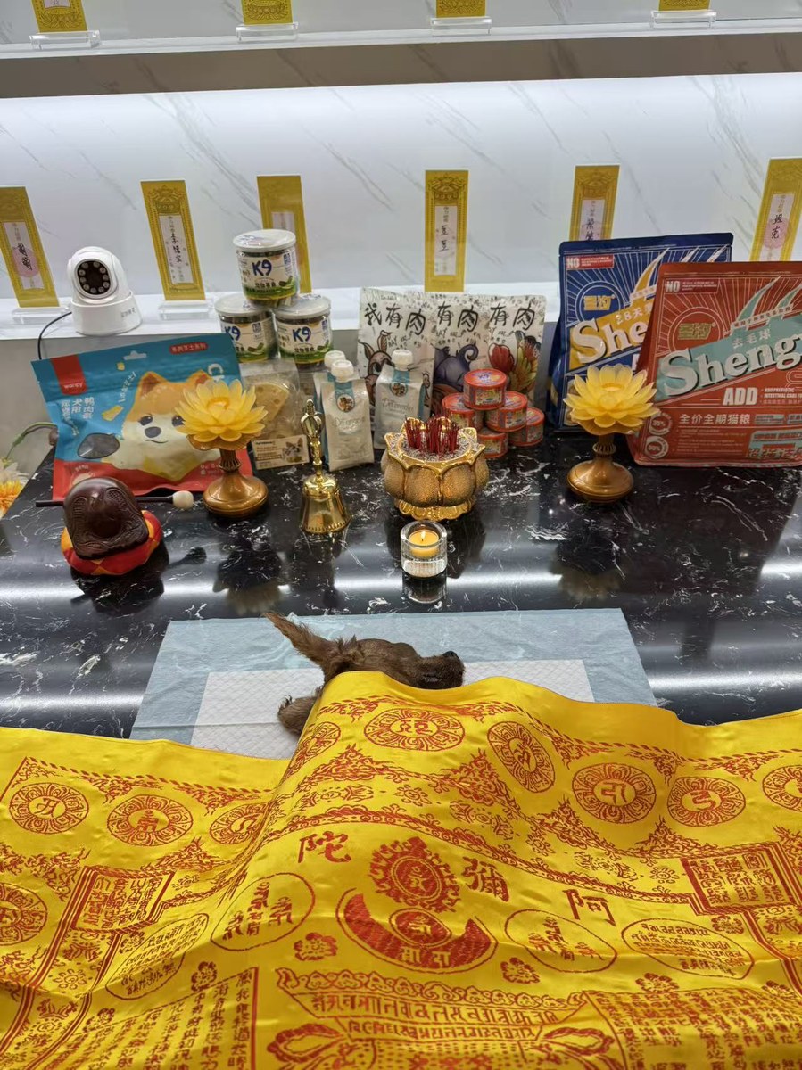 成都宠物殡葬服务实拍