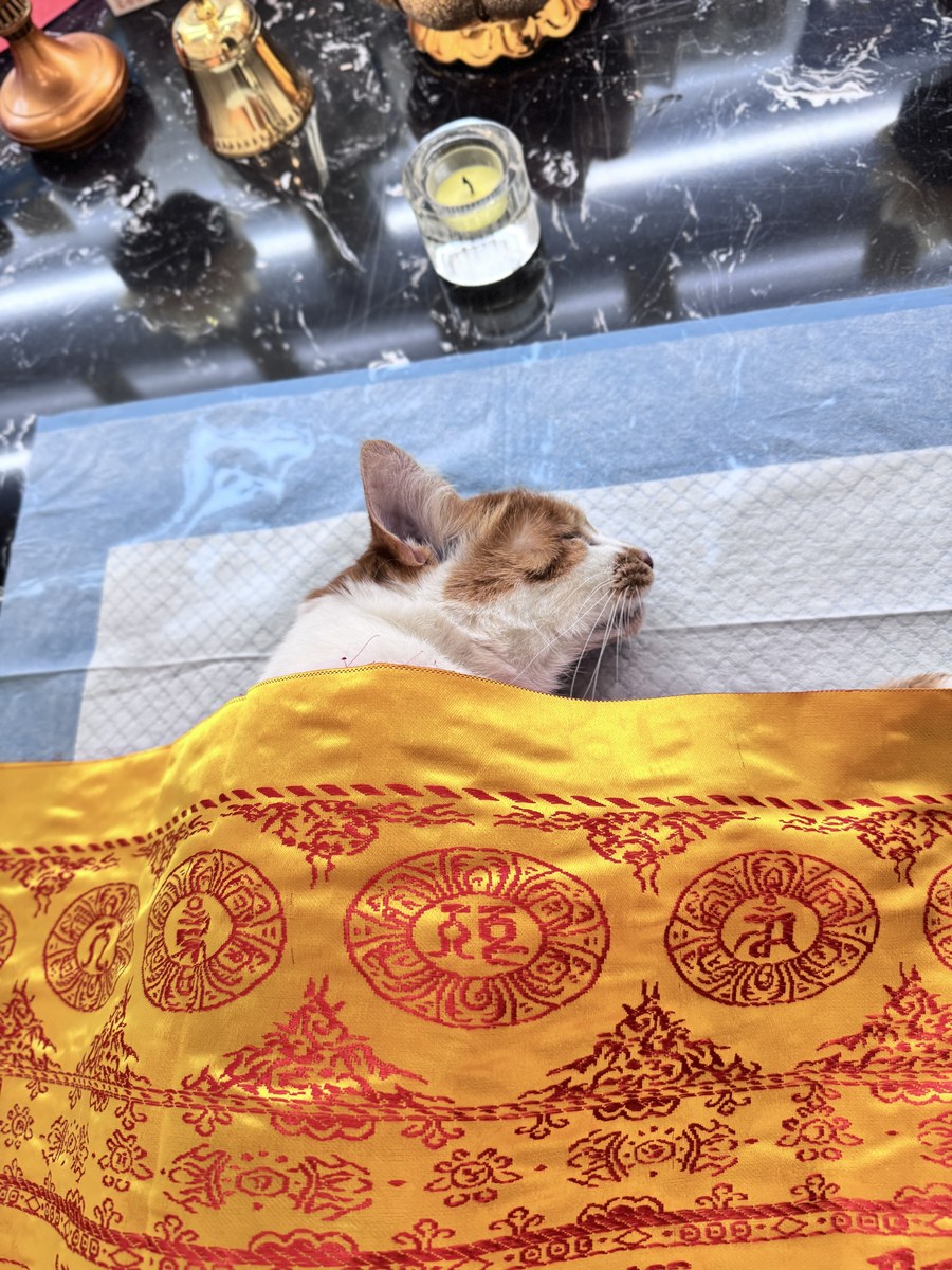 成都宠物殡葬服务实拍