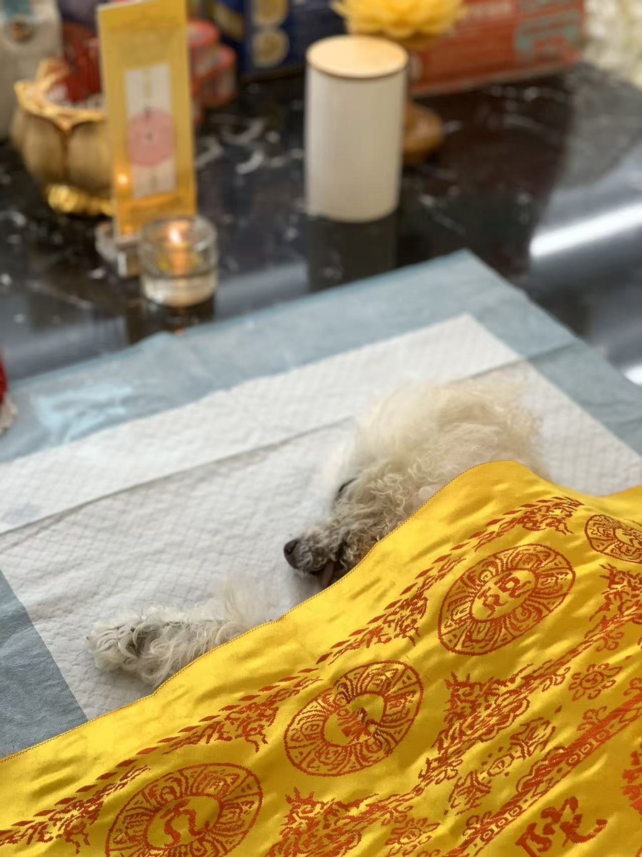 成都宠物殡葬服务实拍