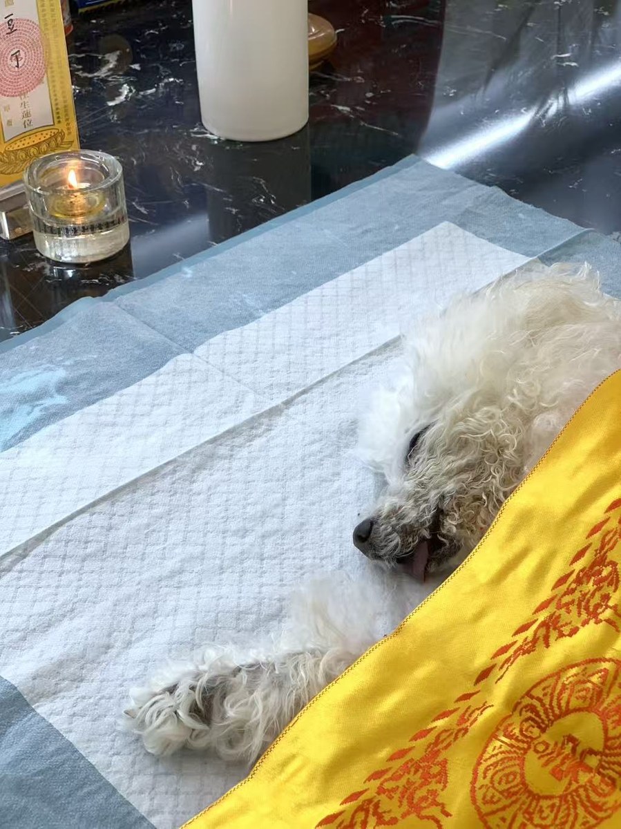 成都宠物殡葬服务实拍