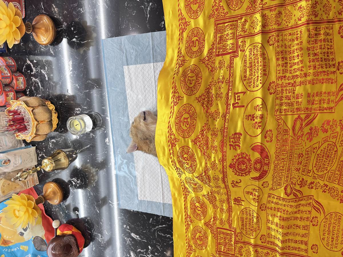 成都宠物殡葬服务实拍