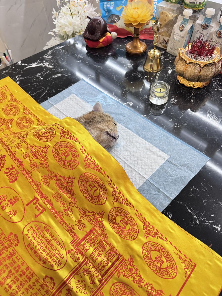 成都宠物殡葬服务实拍