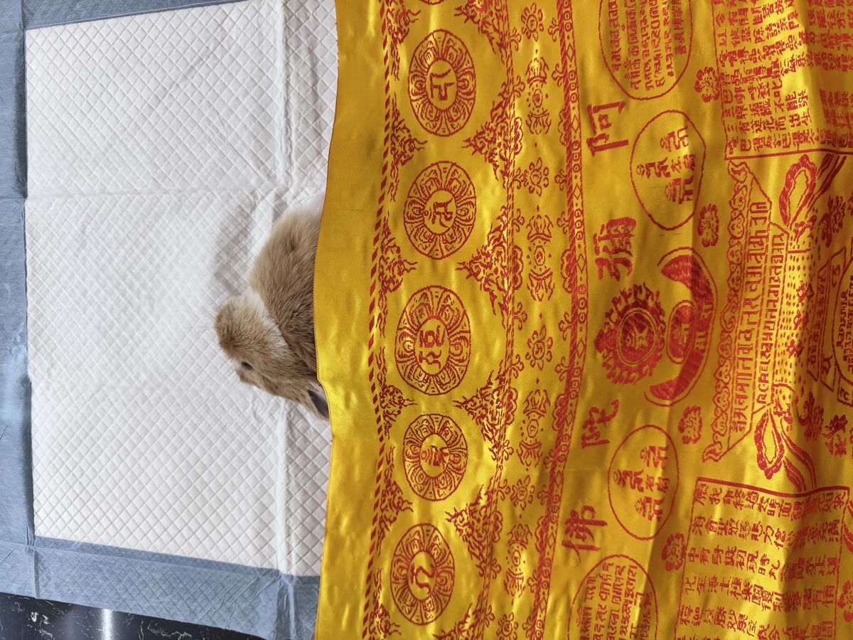 成都宠物殡葬服务实拍