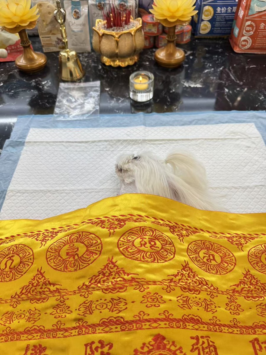 成都宠物殡葬服务实拍