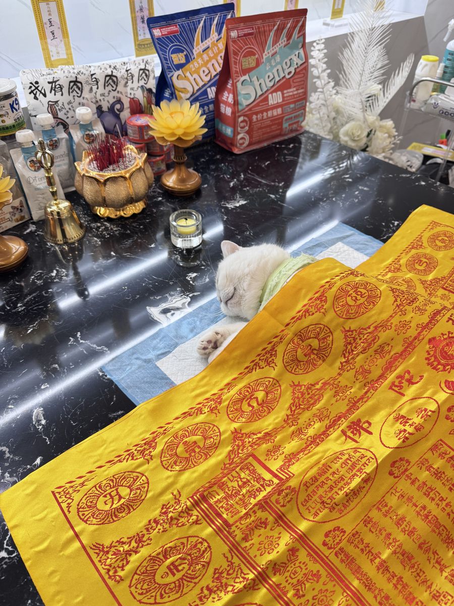 成都宠物殡葬服务实拍