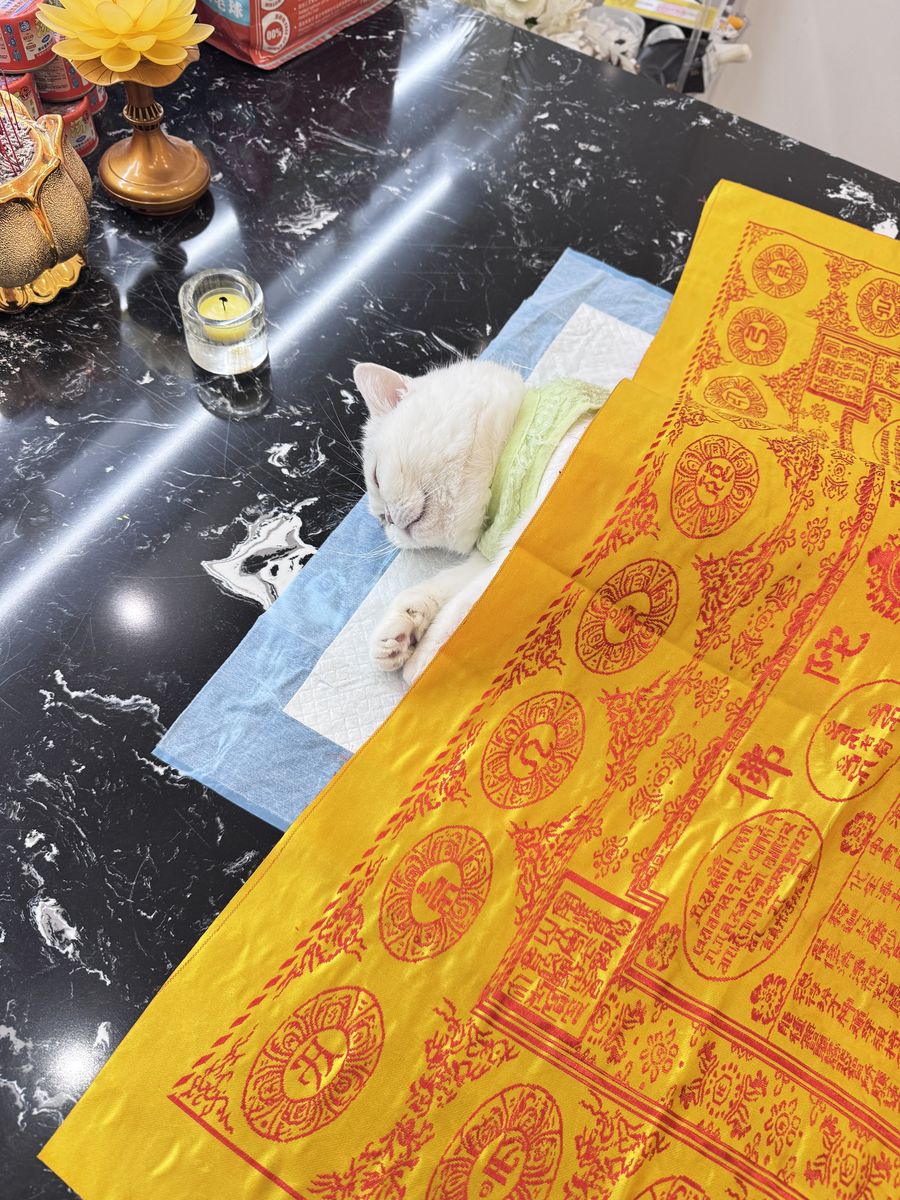 成都宠物殡葬服务实拍