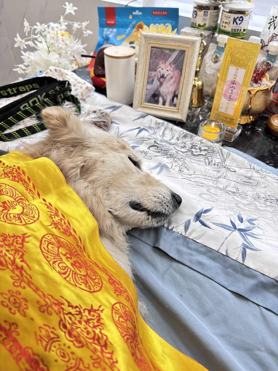 成都宠物殡葬服务实拍