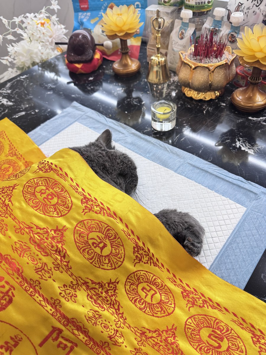 成都宠物殡葬服务实拍