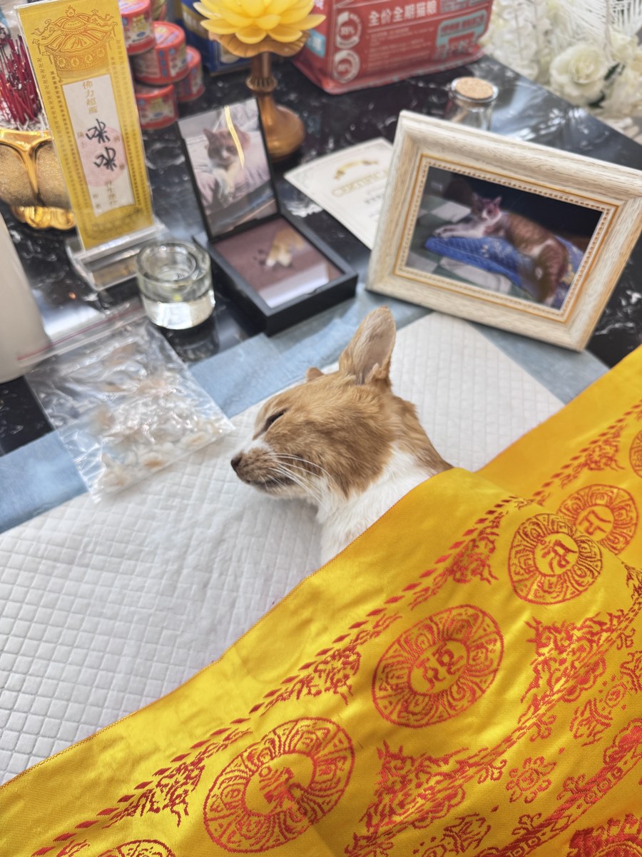成都宠物殡葬服务实拍