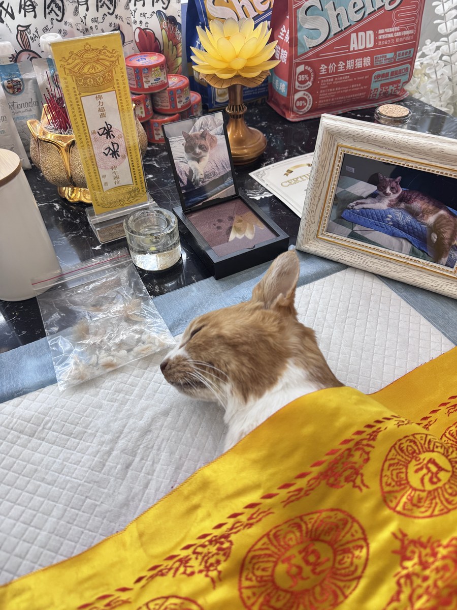成都宠物殡葬服务实拍