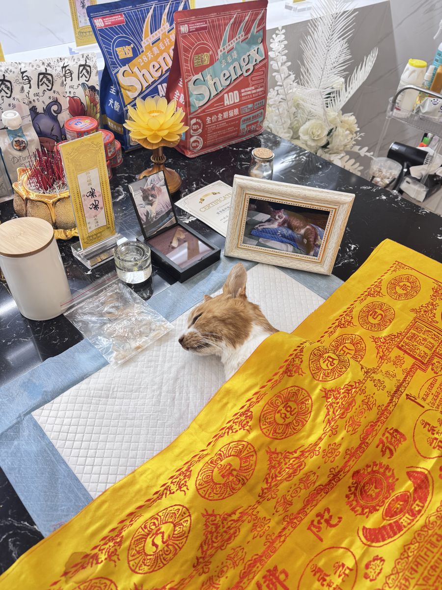 成都宠物殡葬服务实拍