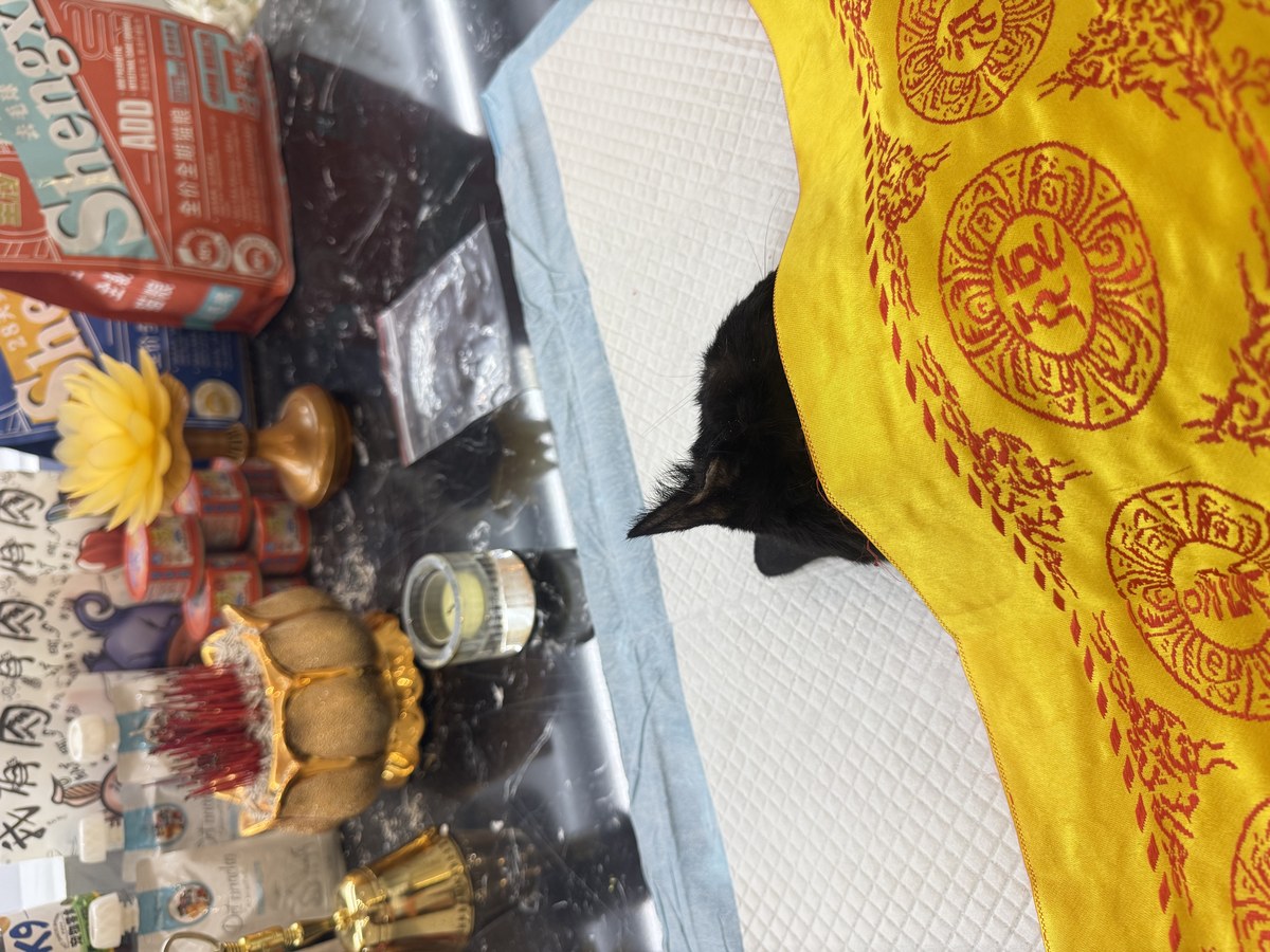 成都宠物殡葬服务实拍