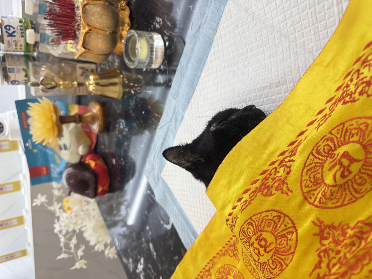 成都宠物殡葬服务实拍