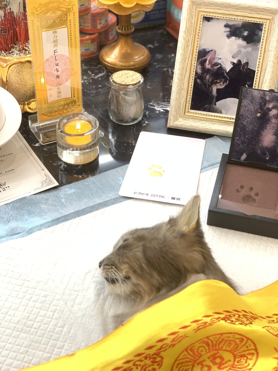 成都宠物殡葬服务实拍