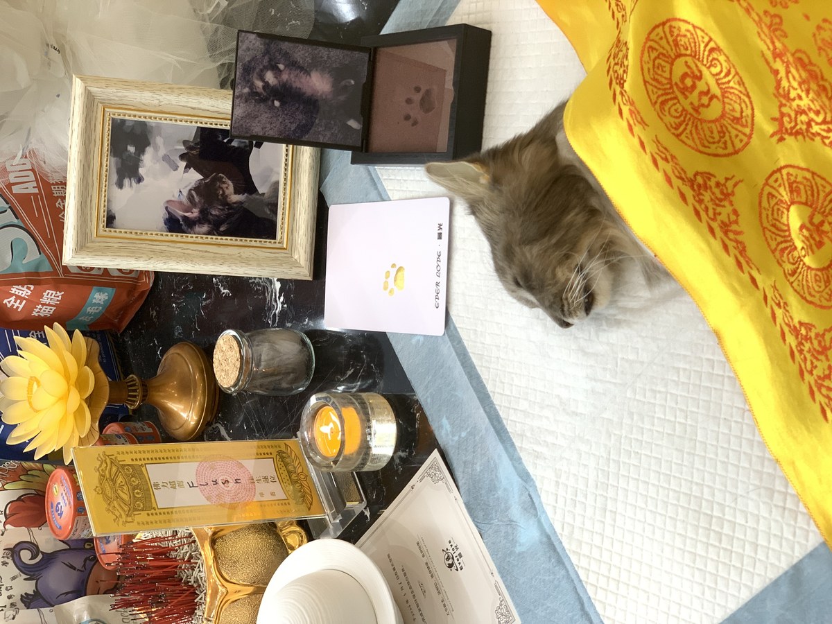 成都宠物殡葬服务实拍