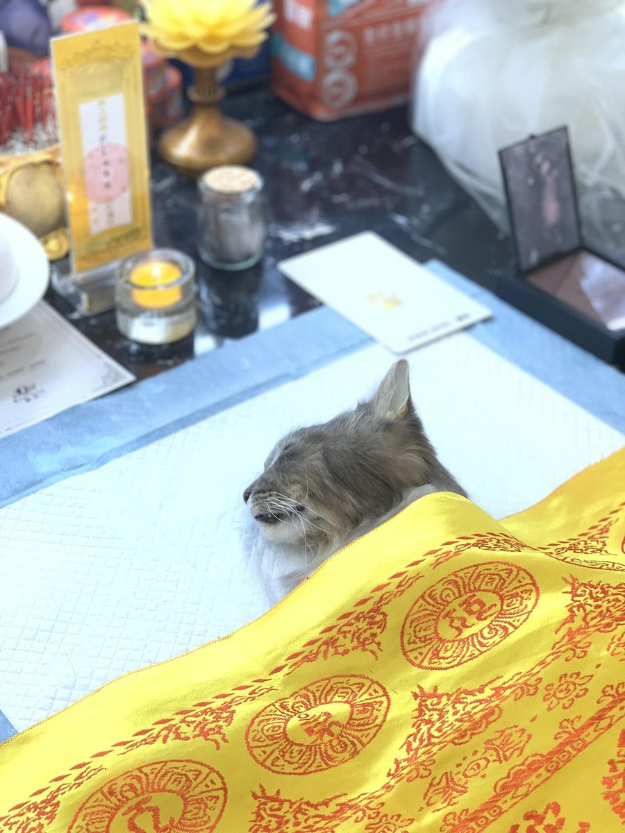 猫咪去世后如何处理？成都猫咪火化全流程说明（第28辑）