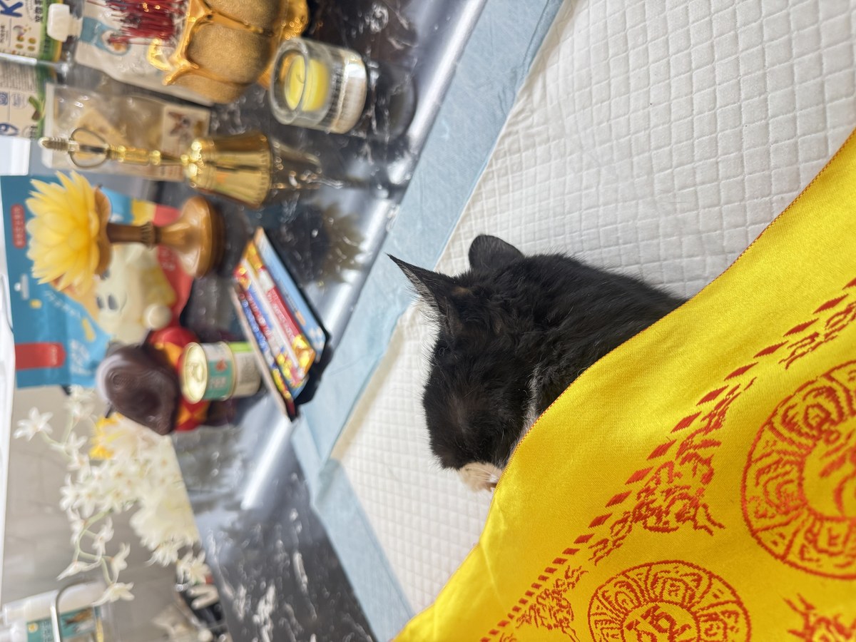 成都宠物殡葬服务实拍