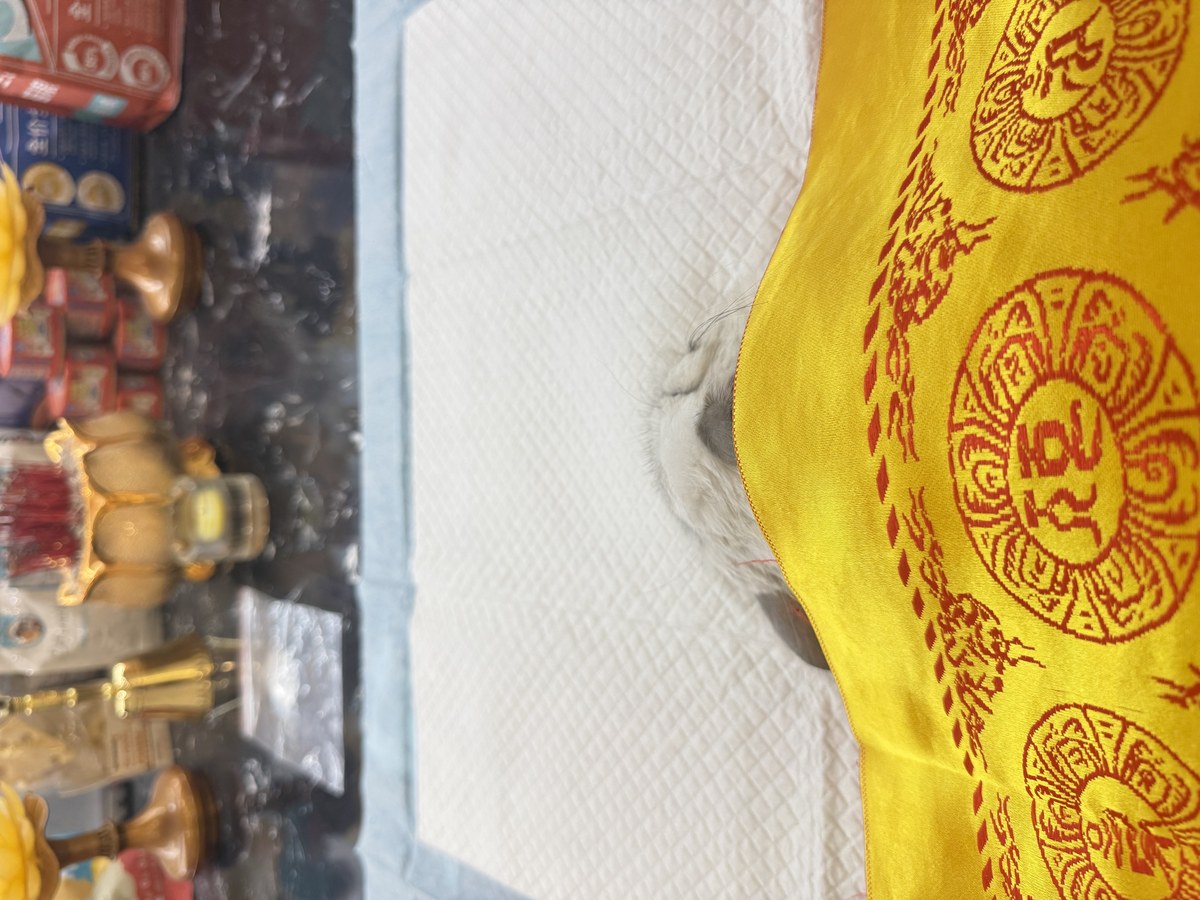 成都宠物殡葬服务实拍