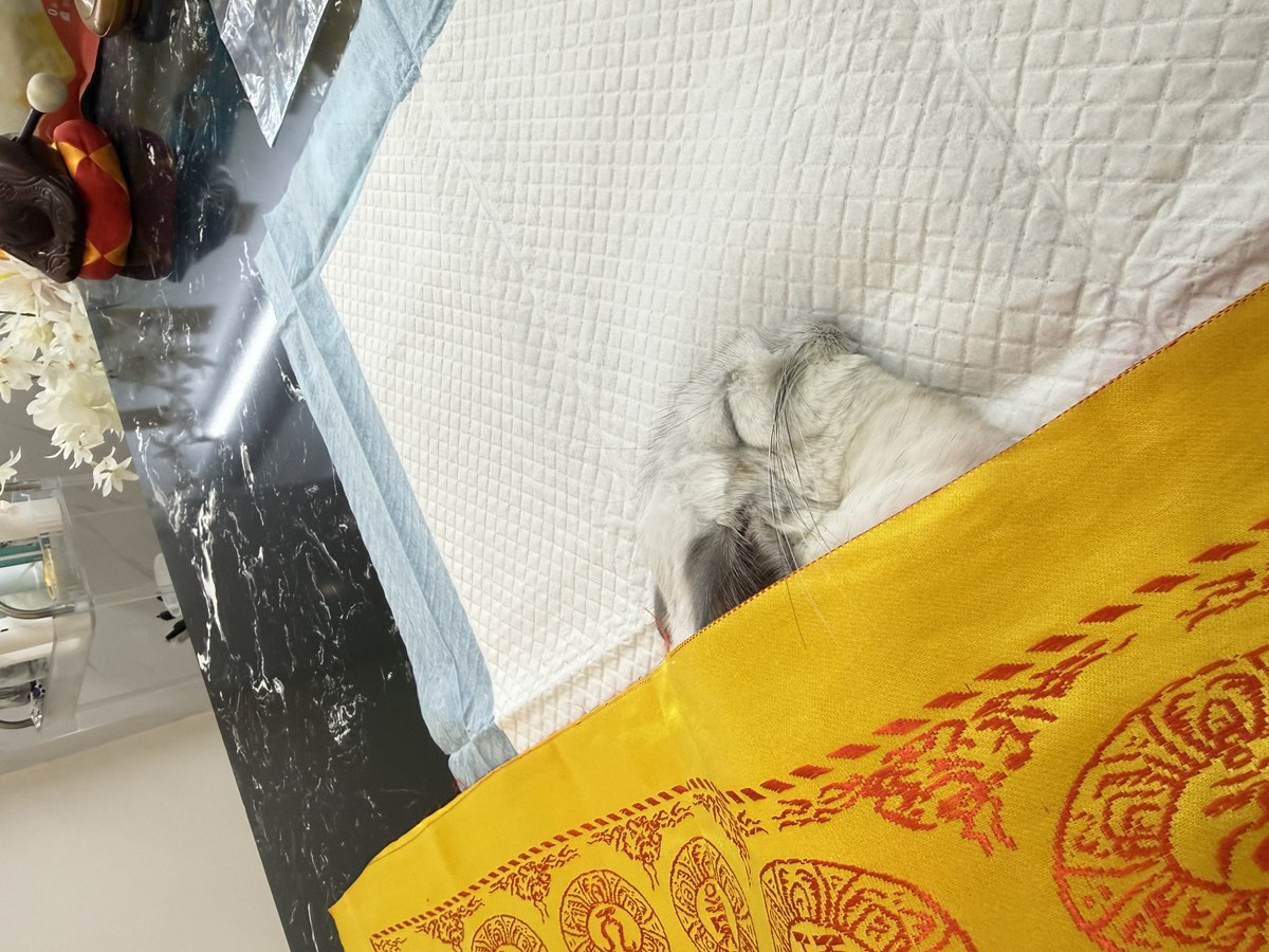 成都宠物殡葬服务实拍