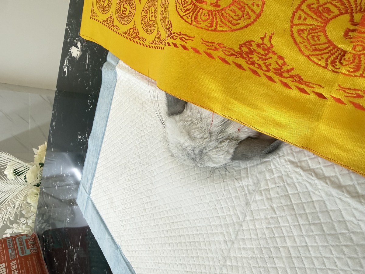 成都宠物殡葬服务实拍