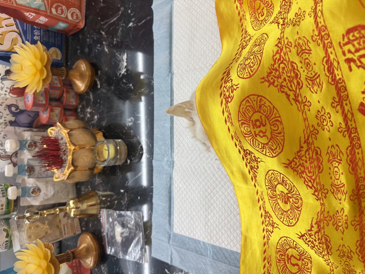 成都宠物殡葬办理指南：五个环节，件件都要走对（第21辑）