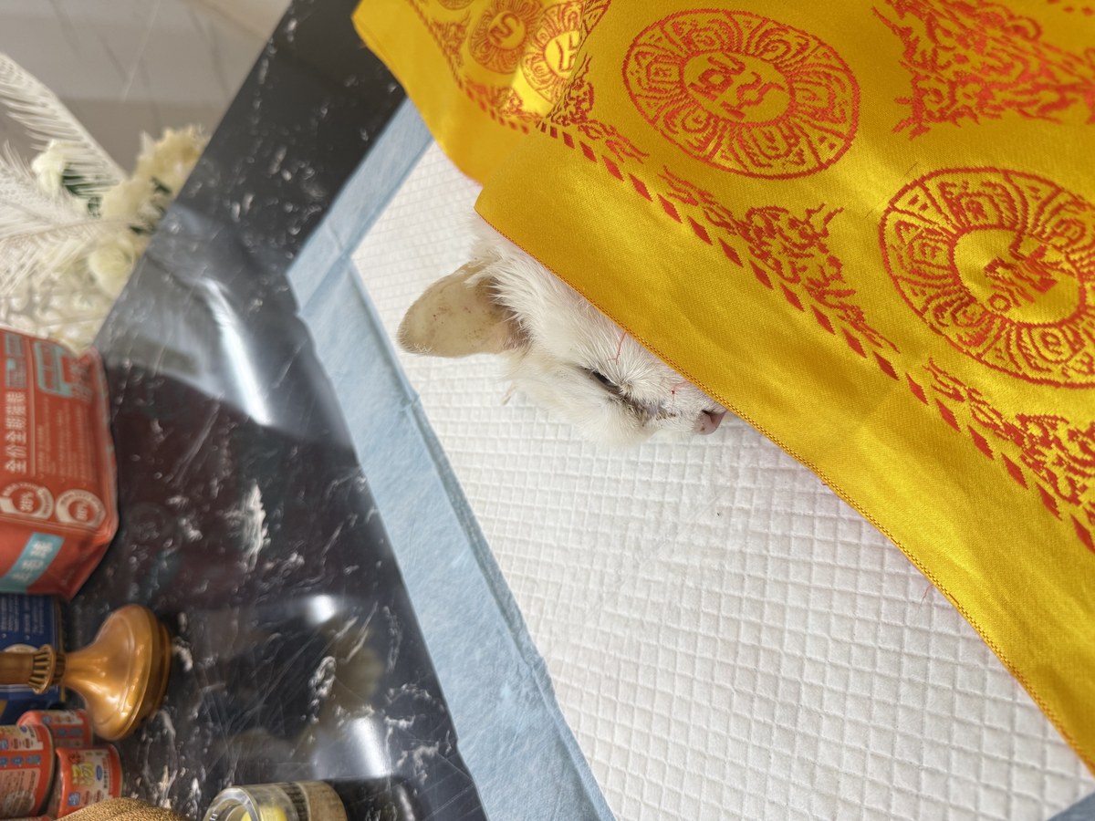成都宠物殡葬服务实拍