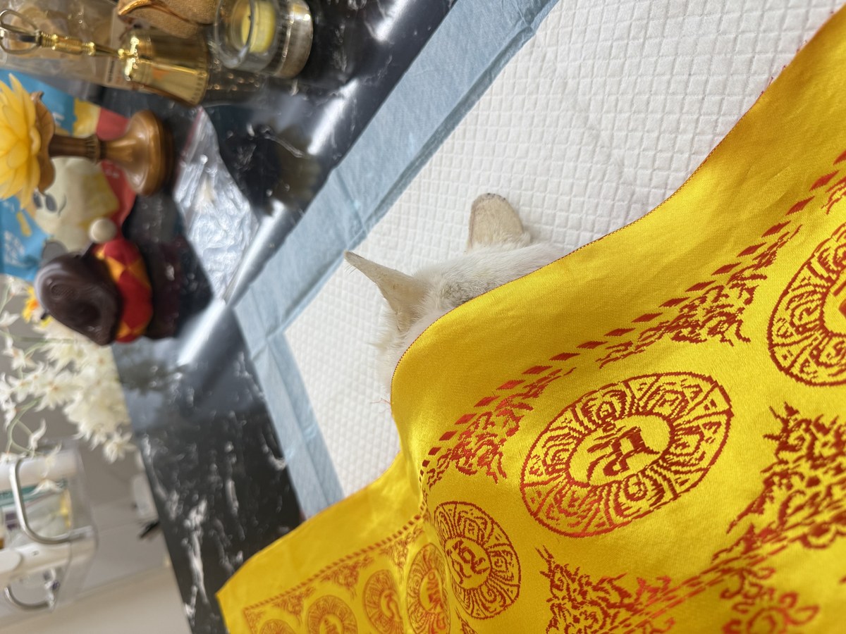 成都宠物殡葬服务实拍