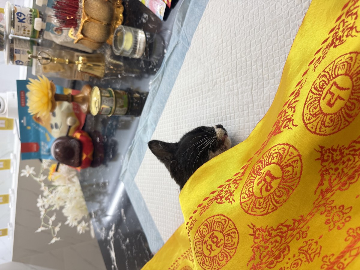 成都宠物殡葬服务实拍