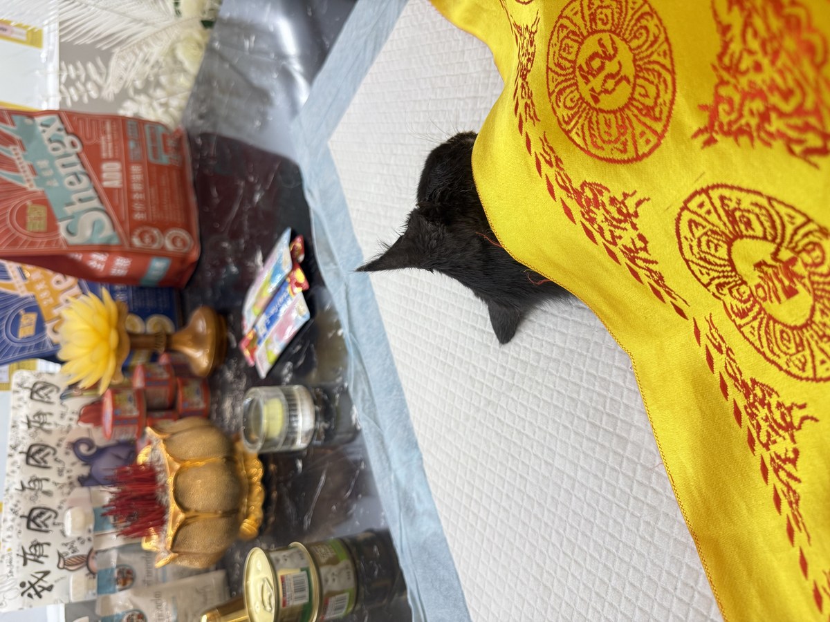 成都宠物殡葬服务实拍