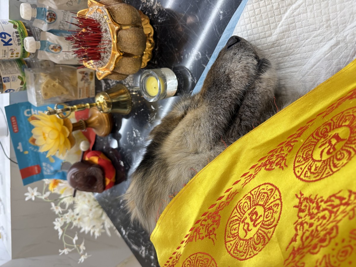 成都宠物殡葬服务实拍