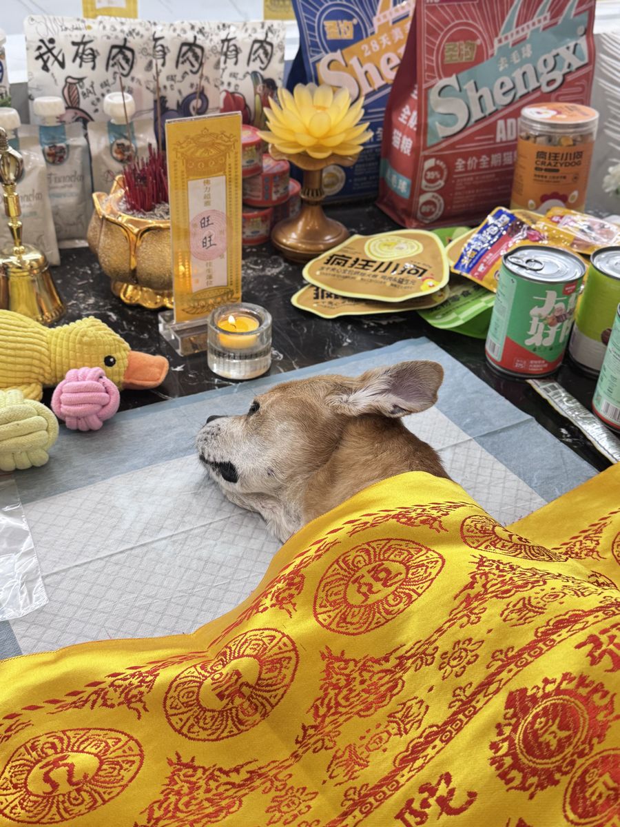 成都宠物殡葬服务实拍