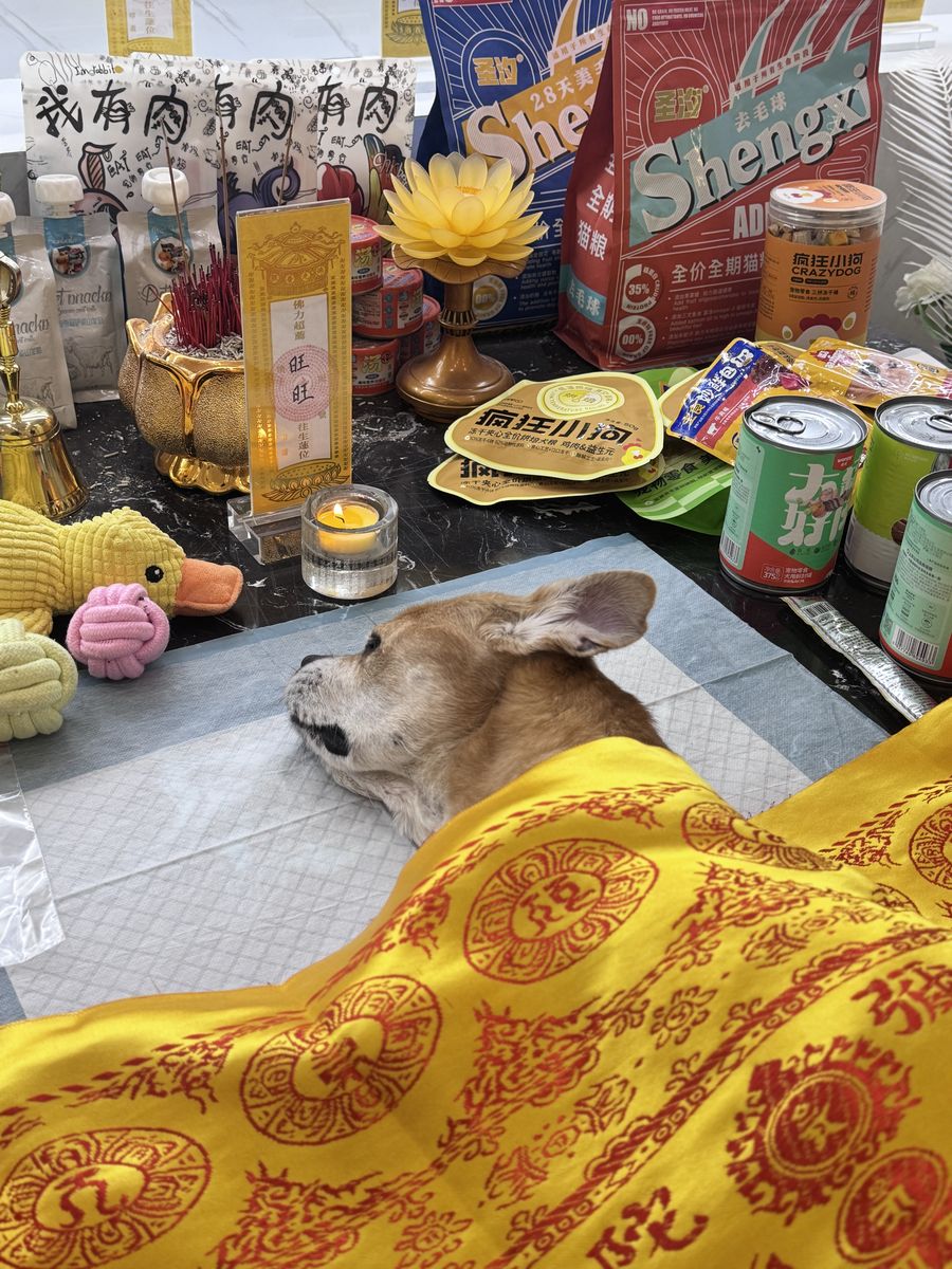 什么时候该给宠物做安乐？成都兽医和家属的判断标准（第21辑）