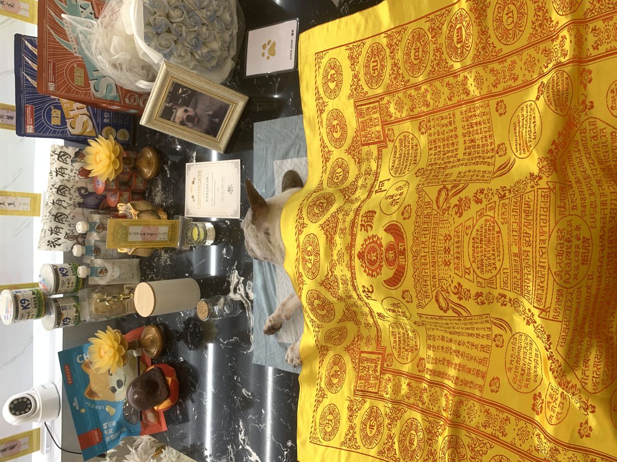 成都宠物殡葬服务实拍