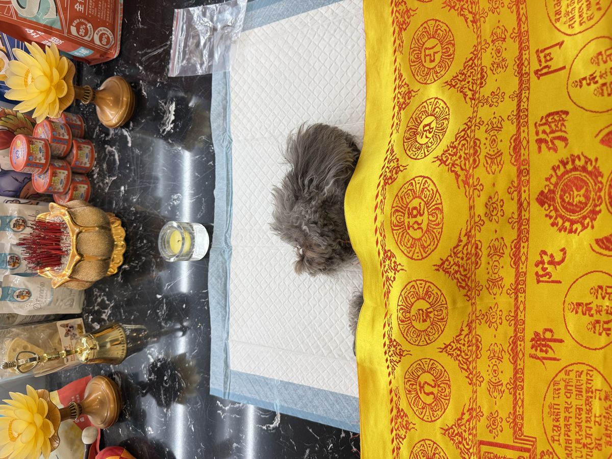 成都宠物殡葬服务实拍