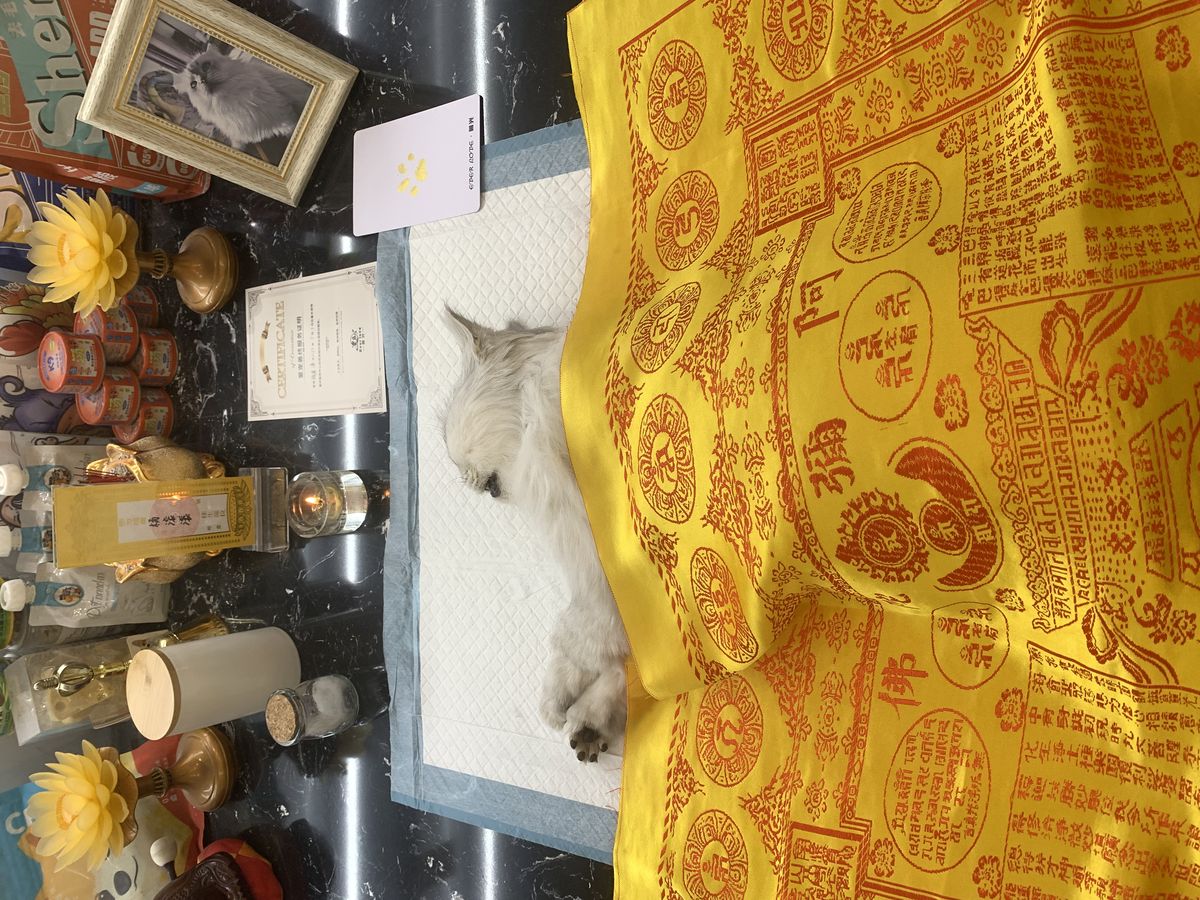 成都宠物殡葬服务实拍