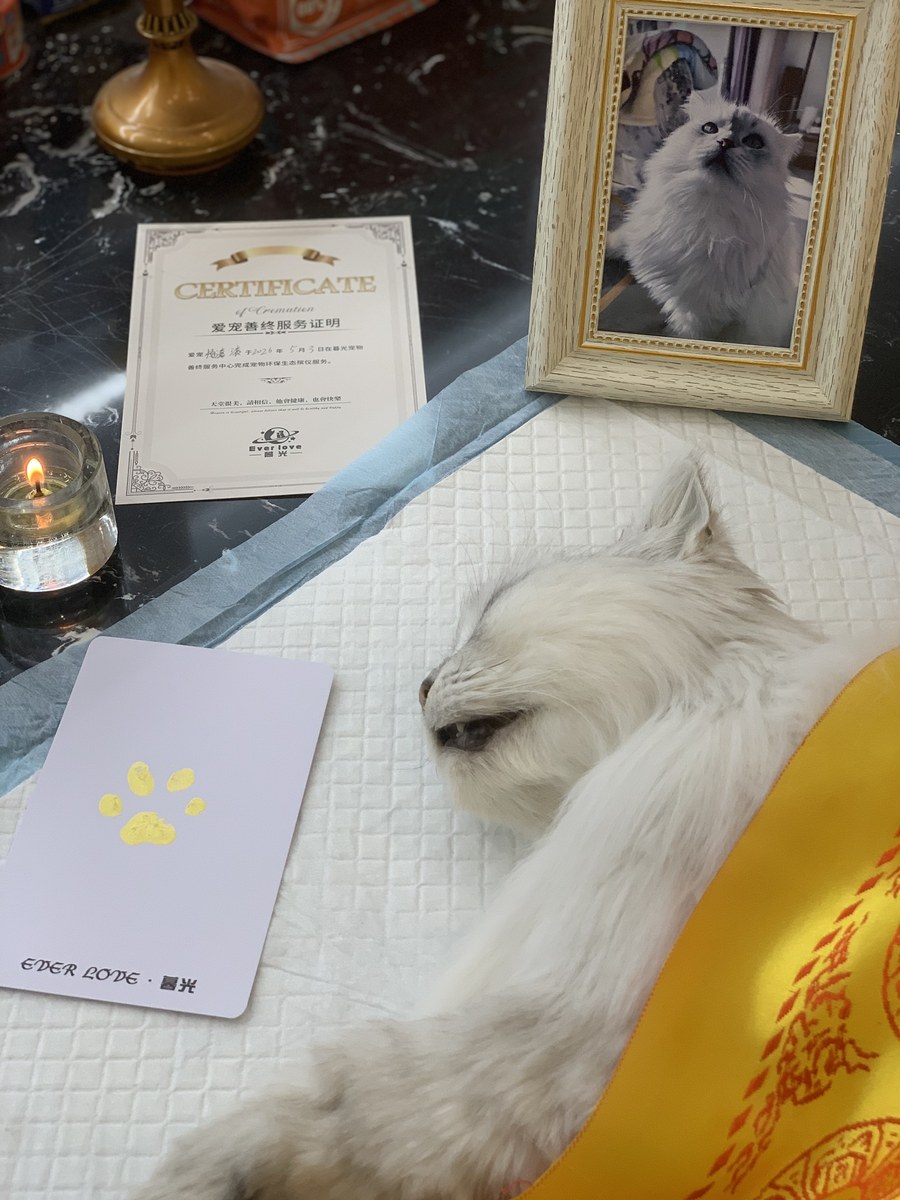 成都宠物殡葬服务实拍
