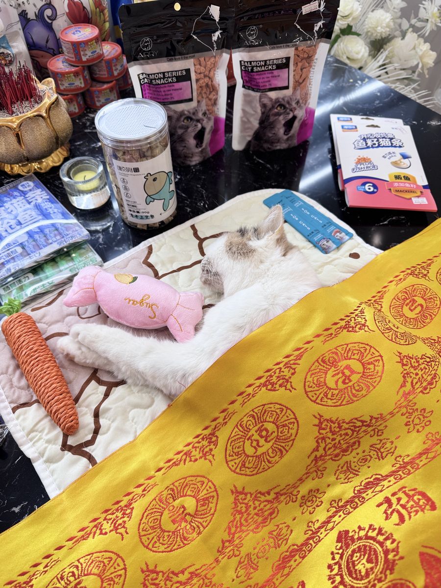 成都宠物殡葬服务实拍